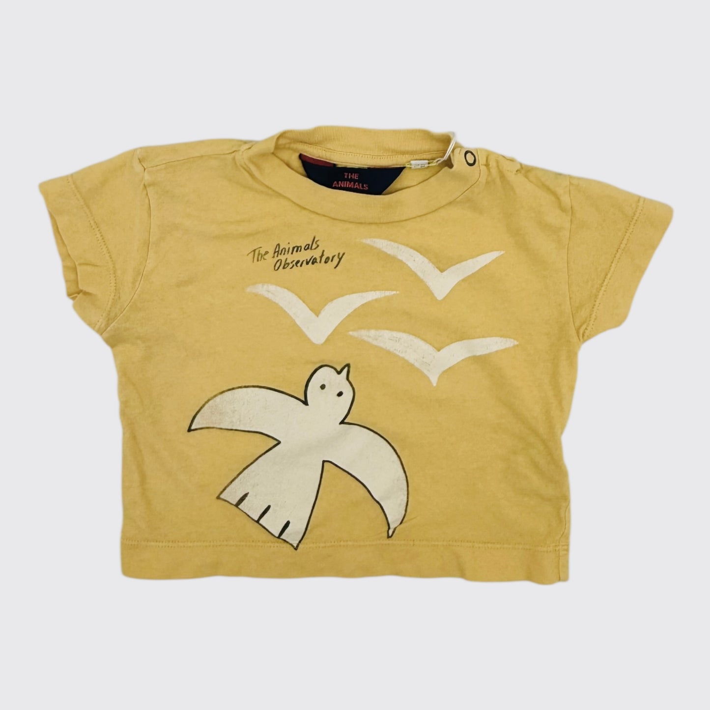 The Animals Observatory - 6 mois